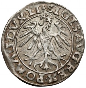 Zygmunt II August, Półgrosz Wilno 1557 - Behm - koniczyny