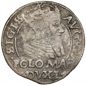 Zygmunt II August, Grosz na stopę polską 1566, Tykocin