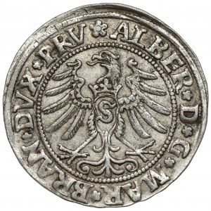 Prusy, Albrecht Hohenzollern, Grosz Królewiec 1531 - PRV