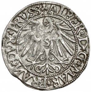 Prusy, Albrecht Hohenzollern, Grosz Królewiec 1544 - wąska broda