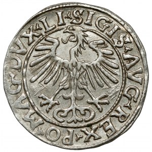 Zygmunt II August, Półgrosz Wilno 1556