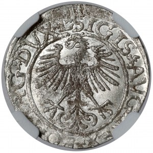 Zygmunt II August, Półgrosz Wilno 1561 - PIĘKNY