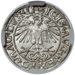 Zygmunt II August, Półgrosz Wilno 1550 - piękny