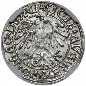Zygmunt II August, Półgrosz Wilno 1548 - rzymska - PIĘKNY