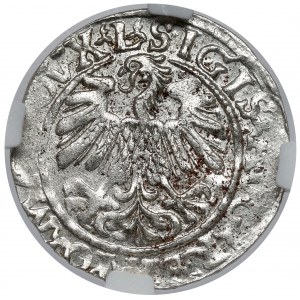 Zygmunt II August, Półgrosz Wilno 1559 - LITV - menniczy