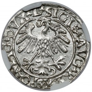 Zygmunt II August, Półgrosz Wilno 1559 - piękny