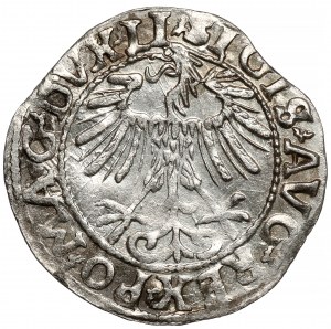 Zygmunt II August, Półgrosz Wilno 1557 - LI / LITVA
