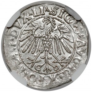 Sigismund II. Augustus, halber Pfennig Vilnius 1547
