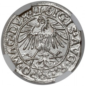 Sigismund II Augustus, Vilnius 1549 half-penny - beautiful