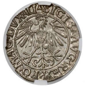 Sigismund II Augustus, Half-penny Vilnius 1550 - beautiful