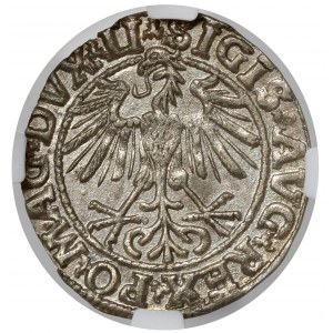 Sigismund II Augustus, halber Pfennig Vilnius 1550 - schön
