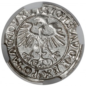 Sigismund II Augustus, Half-grosz Vilnius 1556