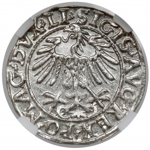 Sigismund II Augustus, Half-penny Vilnius 1557 - beautiful