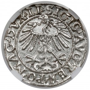 Zygmunt II August, Półgrosz Wilno 1557 - piękny