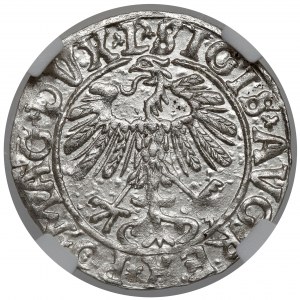 Sigismund II. Augustus, halber Pfennig Vilnius 1558