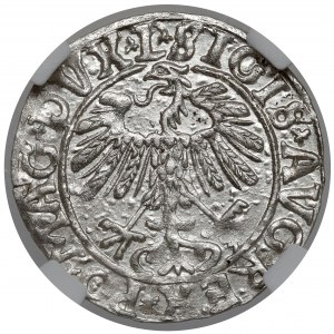 Sigismund II Augustus, Half-grosz Vilnius 1558