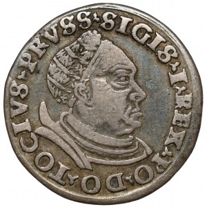 Sigismund I. der Alte, Trojak Toruń 1530 - großer Kopf