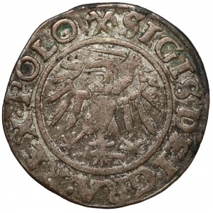 Sigismund I. der Alte, Szeląg Danzig 1539