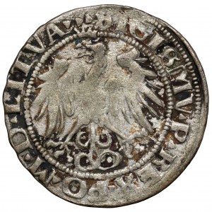 Sigismund I. der Alte, Wilnaer Pfennig 1536 - Brief F - Februar