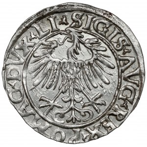 Sigismund II. Augustus, halber Pfennig Vilnius 1556