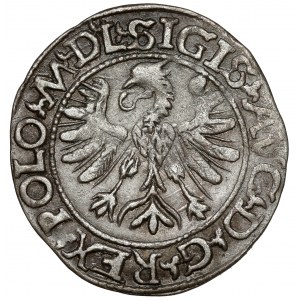 Sigismund II Augustus, Tykocin 1566 half-grosz - Jastrzębiec