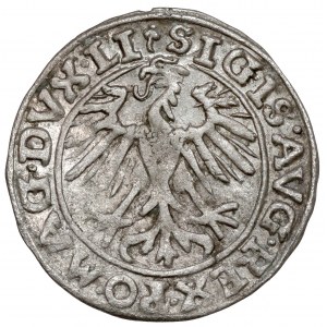 Zygmunt II August, Półgrosz Wilno 1557 - 2x koniczyna - rzadki