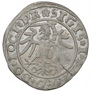Sigismund I. der Alte, Pfennig Elbląg 1535