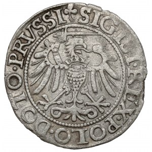 Sigismund I. der Alte, Pfennig Elbląg 1540 - zuletzt