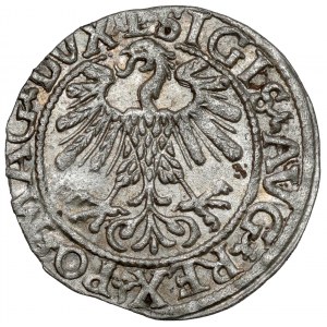 Sigismund II Augustus, Half-penny Vilnius 1559 - LITVA