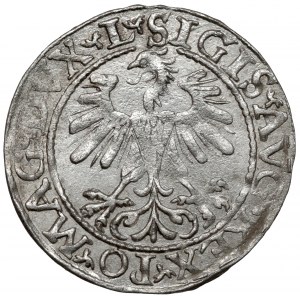 Zygmunt II August, Półgrosz Wilno 1560