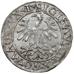 Sigismund II. Augustus, halber Pfennig Vilnius 1560