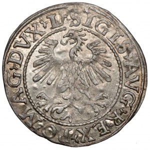 Sigismund II Augustus, Half-grosz Vilnius 1560