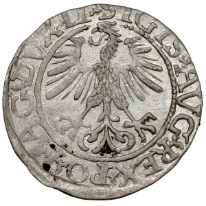 Sigismund II. Augustus, halber Pfennig Vilnius 1561