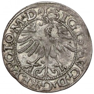 Sigismund II. Augustus, halber Pfennig Vilnius 1565