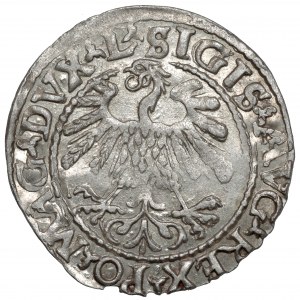 Sigismund II Augustus, halber Pfennig Vilnius 1559 - LITVA