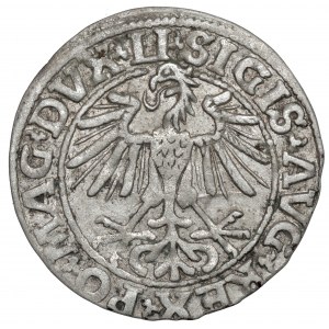 Sigismund II. Augustus, halber Pfennig Vilnius 1550