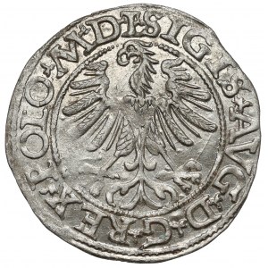 Sigismund II Augustus, halber Pfennig Vilnius 1565 - OHNE Beil - schön