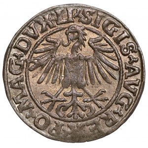 Sigismund II. Augustus, halber Pfennig Vilnius 1549