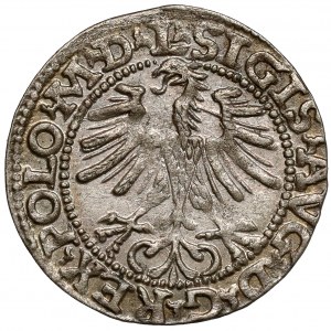 Sigismund II. Augustus, halber Pfennig Vilnius 1564