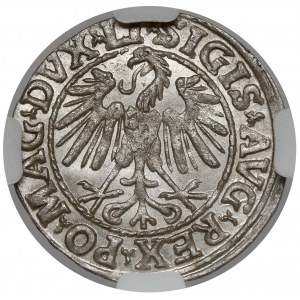Sigismund II Augustus, halber Pfennig Vilnius 1547 - SCHÖN