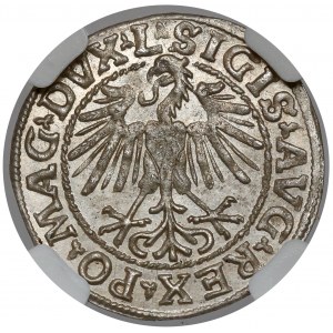 Sigismund II Augustus, halber Pfennig Vilnius 1548 - römisch - schön