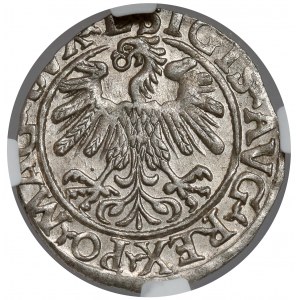 Sigismund II. Augustus, halber Pfennig Vilnius 1559