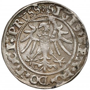Sigismund I. der Alte, Pfennig Elbląg 1535 - ohne I - selten