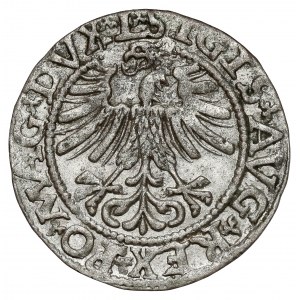 Sigismund II Augustus, halber Pfennig Vilnius 1562 - TOPOR - selten