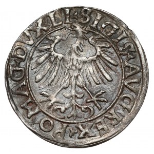 Žigmund II August, polgroš Vilnius 1556