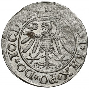 Sigismund I. der Alte, Pfennig Elbląg 1534