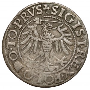 Žigmund I. Starý, Grosz Elbląg 1539