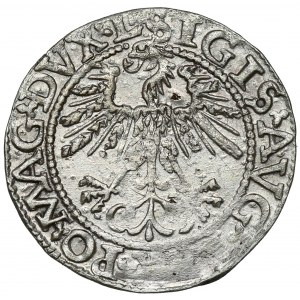 Zygmunt II August, Półgrosz Wilno 1562