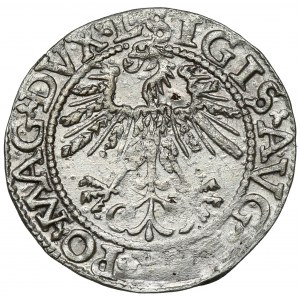Žigmund II August, polgroš Vilnius 1562
