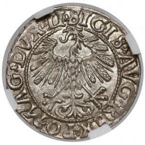 Sigismund II Augustus, halber Pfennig Vilnius 1558 - SCHÖN